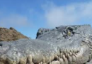 Dinozaury odwiedzają Bornholm